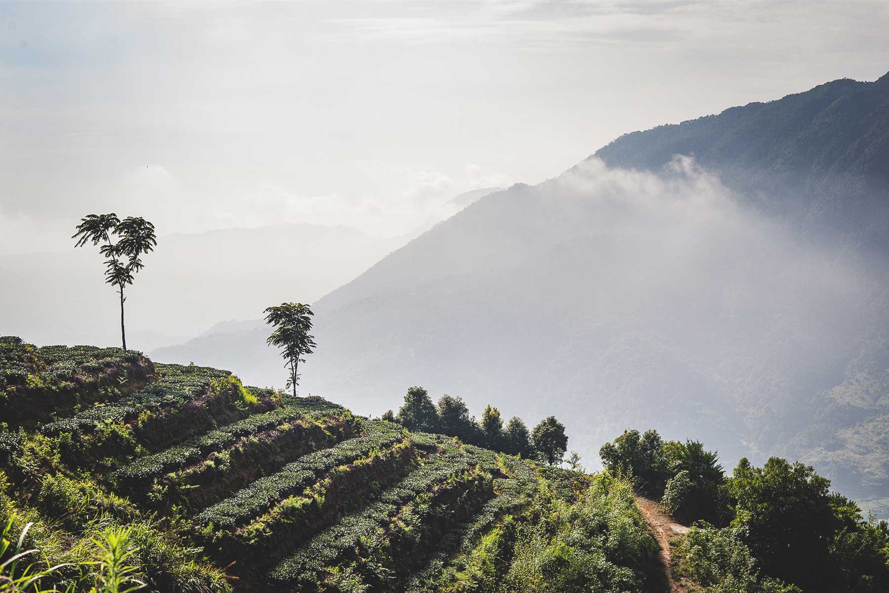 Exquisite Teas, Ethically Sourced