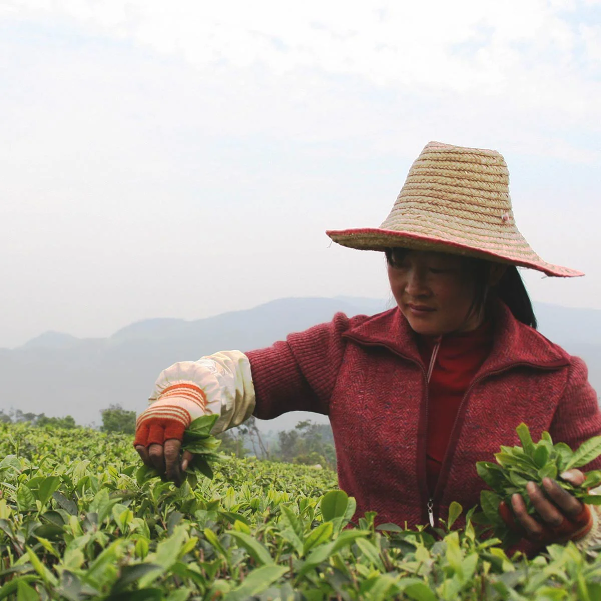 Da Hong Pao Oolong - Image 3