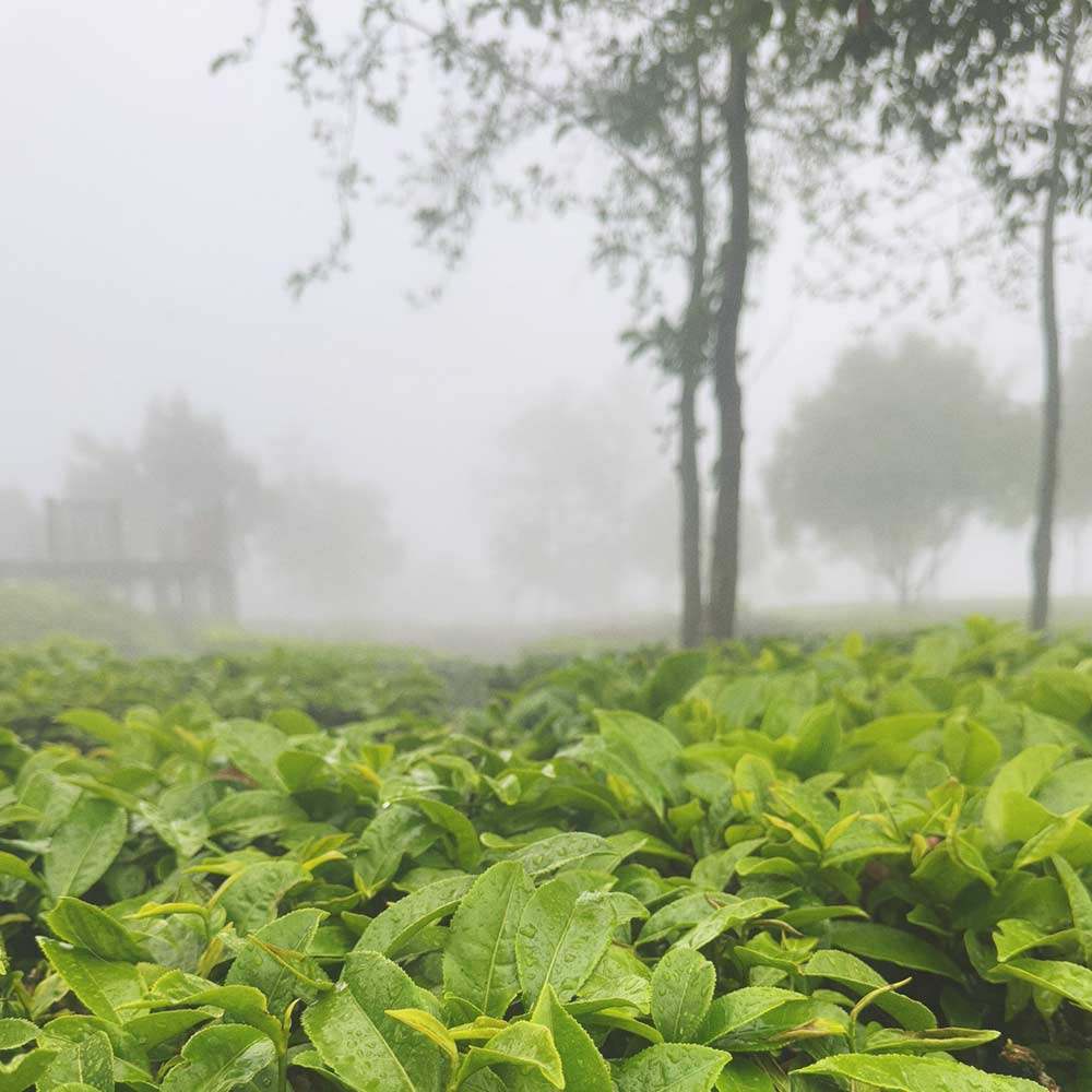 Chinese Pu'er - Image 2
