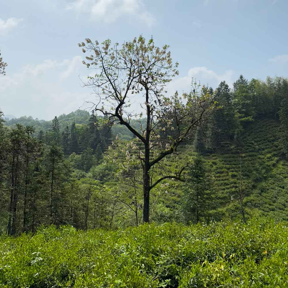 Compare the Pu'er Collection - Image 5