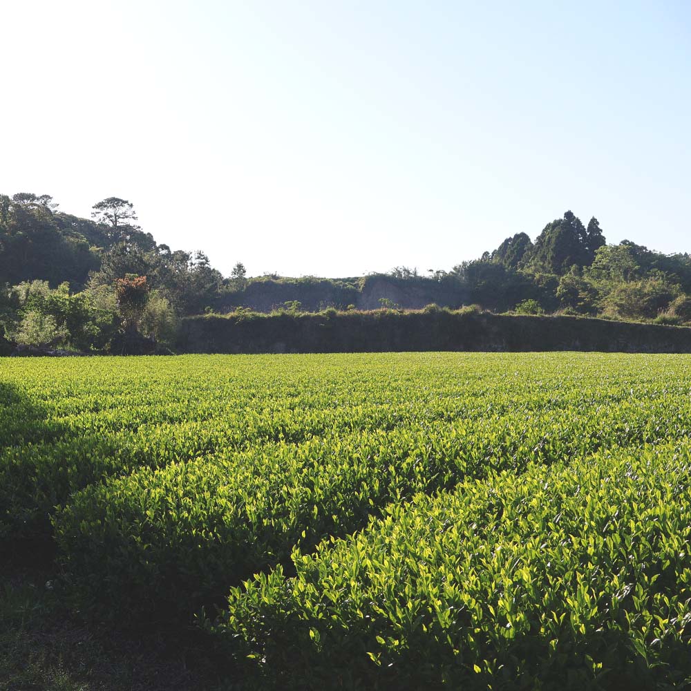 Japanese GenMatcha - Image 3