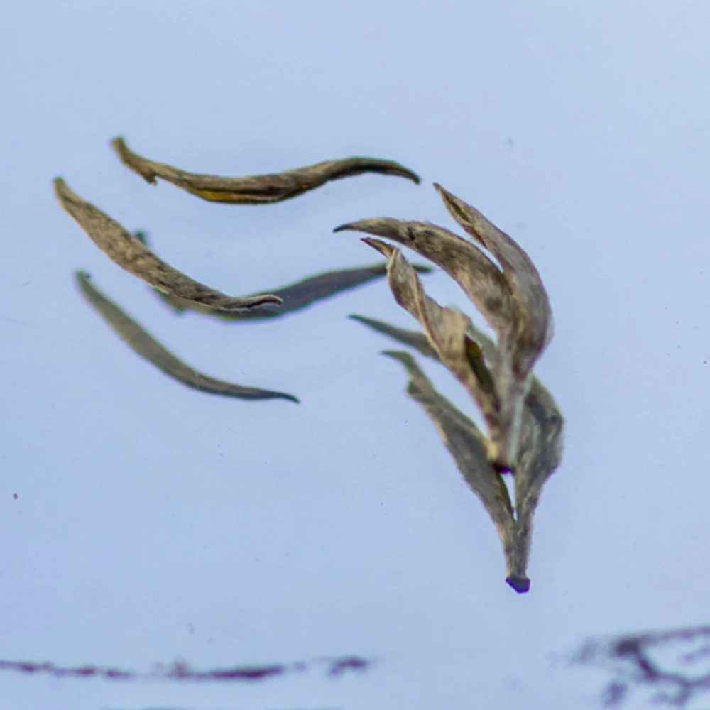 Nepali Himalayan First Flush White - Image 3