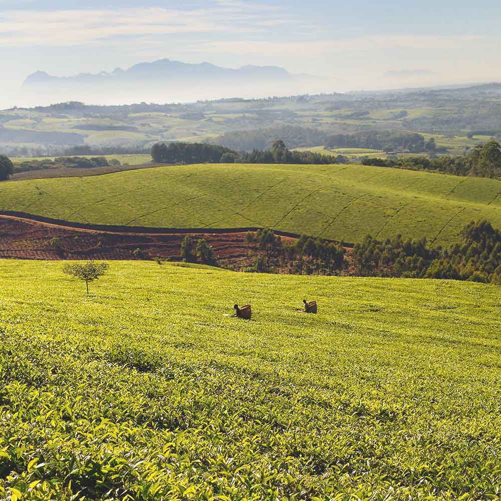 Rare Earl Grey Tea - Image 4