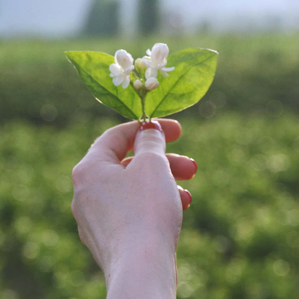 Silver Tip Jasmine Tea - Image 3