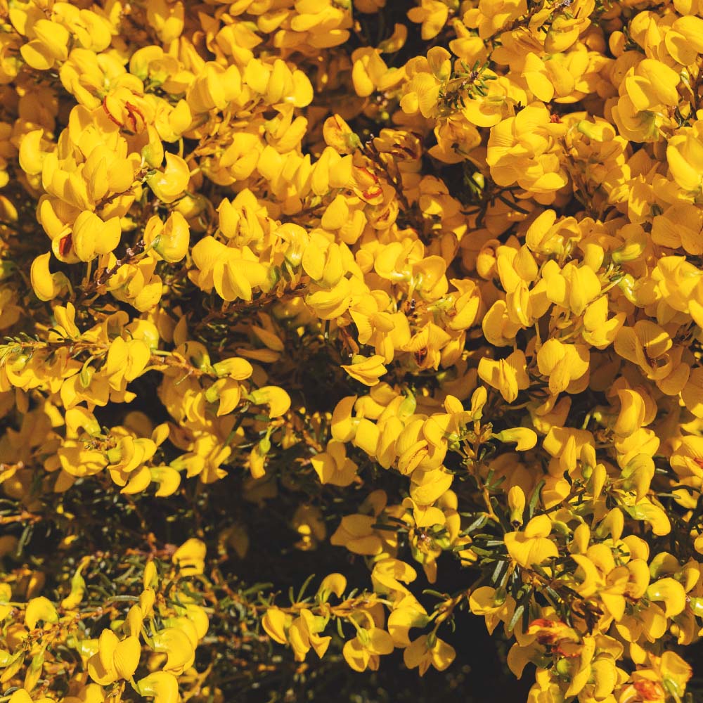South African Honeybush - Image 3