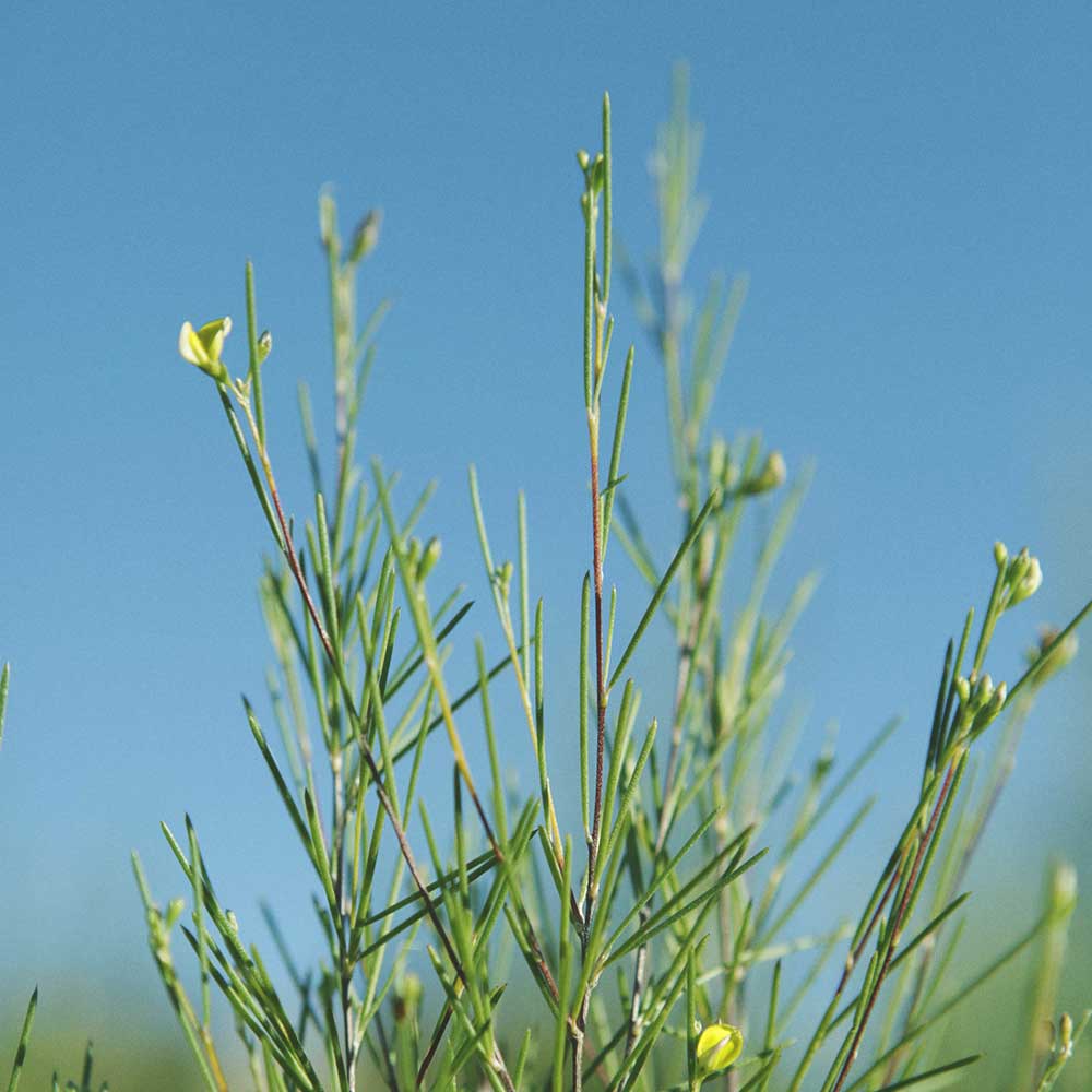 South African Wild Rooibos Tea - Image 4