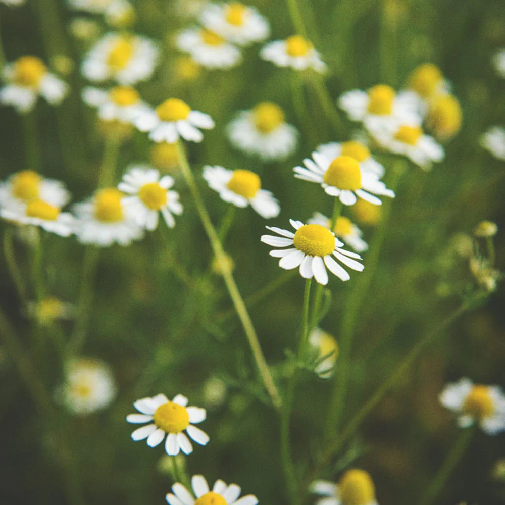 Whole Chamomile Flowers - Image 3